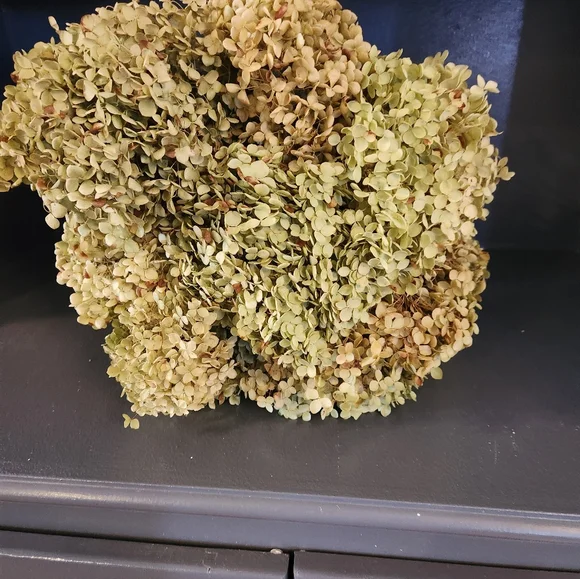 Very Fragile Annabelle Hydrangeas Over 5 Stems - Picture 6 of 7